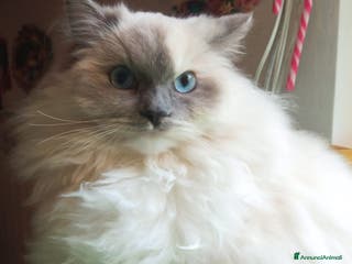 Ragdoll gatti Cerco disperatamente compagno per micina Ragdoll - Annuncio 2