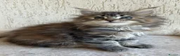 Maine Coon gatti in vendita: Maine Coon  - Annuncio 3