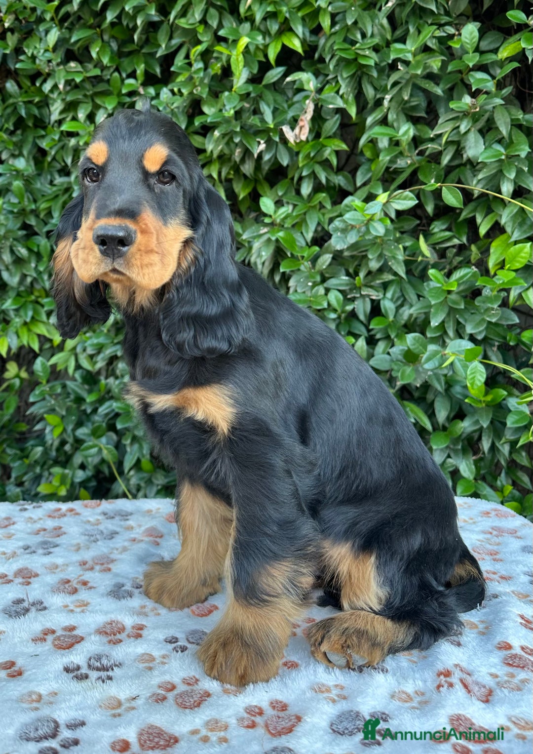 Cocker cani in vendita: Cocker spaniel inglese  - Annuncio 4