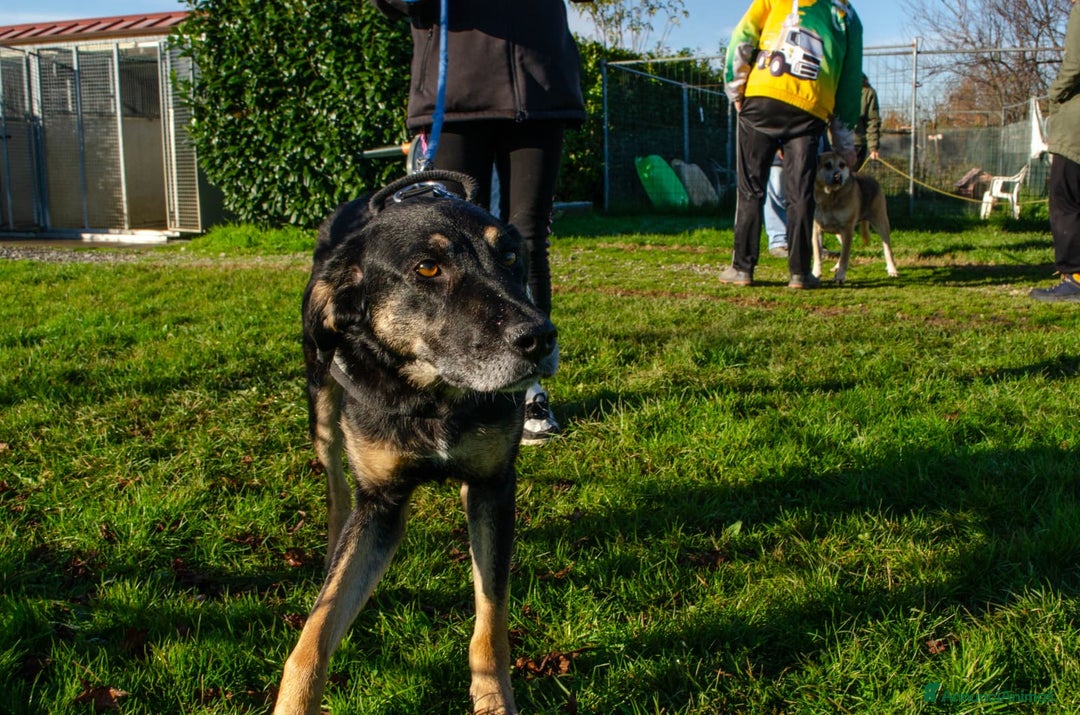 Altre razze cani in regalo: giunone - Annuncio 3