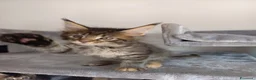 Maine Coon gatti in vendita: Bellissima cucciola Maine coon  - Annuncio 4