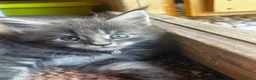 Maine Coon gatti in vendita: Cuccioli blue e blue tabby - Annuncio 3