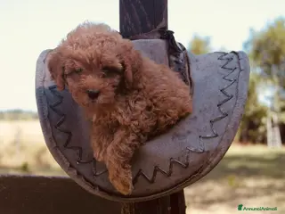 Barboncino Toy cani Barboncini Toy Albicocca 2 Maschietti Disponibili - Annuncio 16