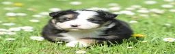 Australian Shepherd cani in vendita: AUSTRALIAN SHEPHERD a Provincia di Padova - Annuncio 8