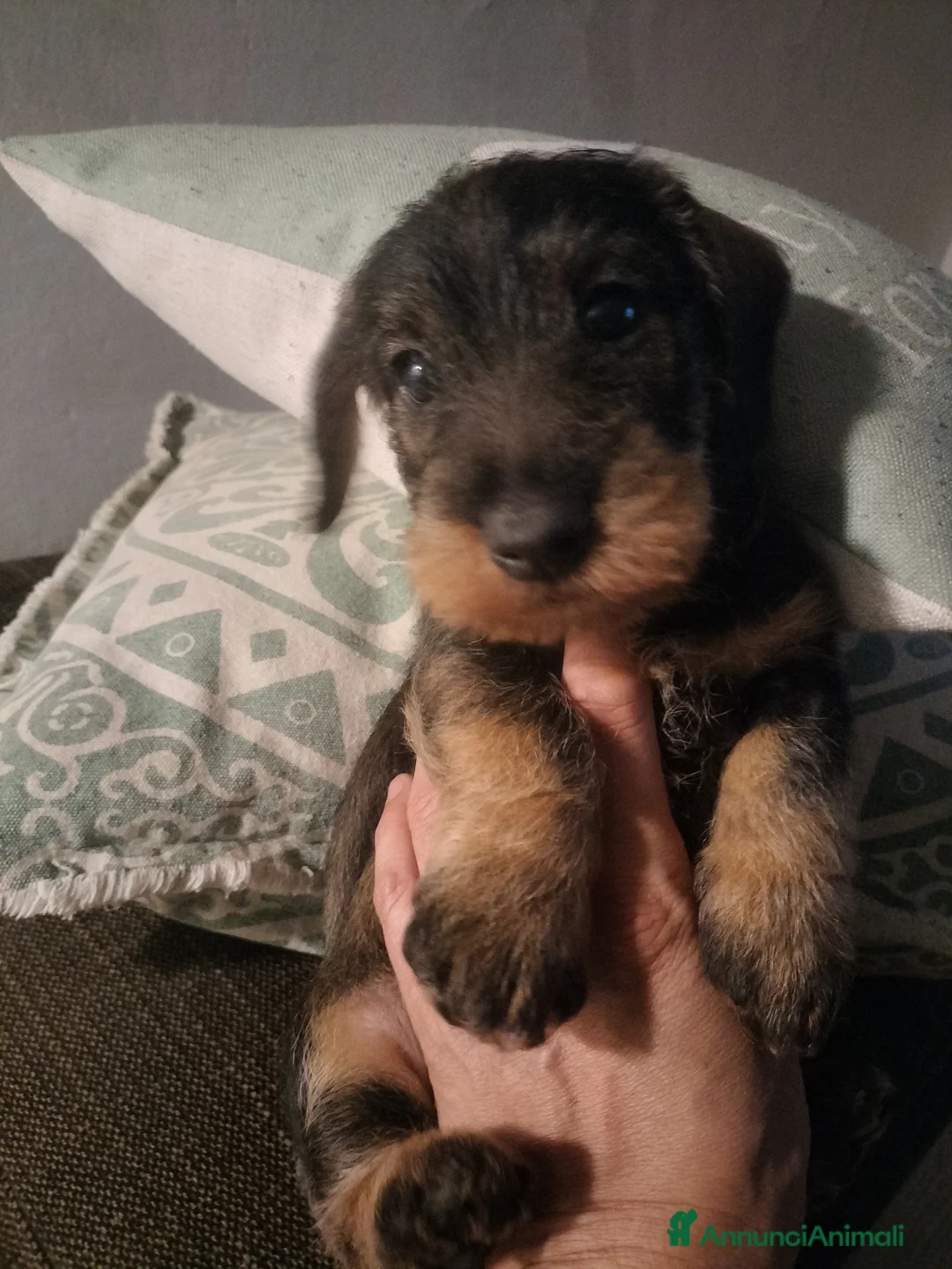 Bassotto cani in vendita: Bassotti a pelo duro  - Annuncio 5