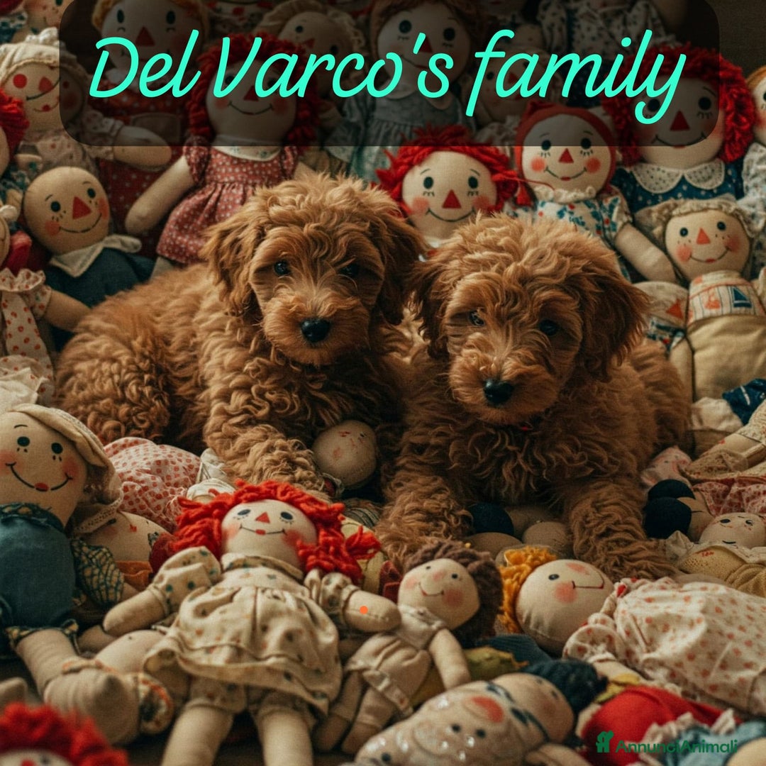 Barboncino cani in vendita: Barboncini Nani disponibili con Pedigree ENCI  - Annuncio 7