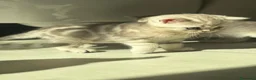 Scottish gatti in vendita: Bellissimi cuccioli di scottish straight/fold - Annuncio 18