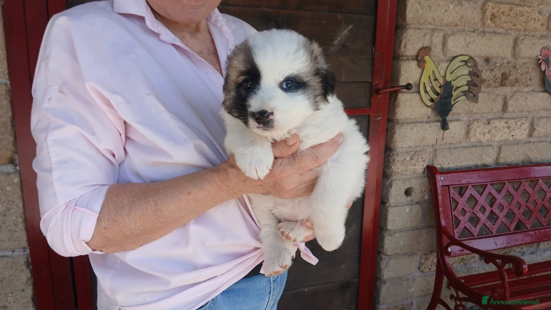 Meticcio cani in regalo: LA CUCCIOLA SVEVA CERCA LA SUA MAMMA - Annuncio 1