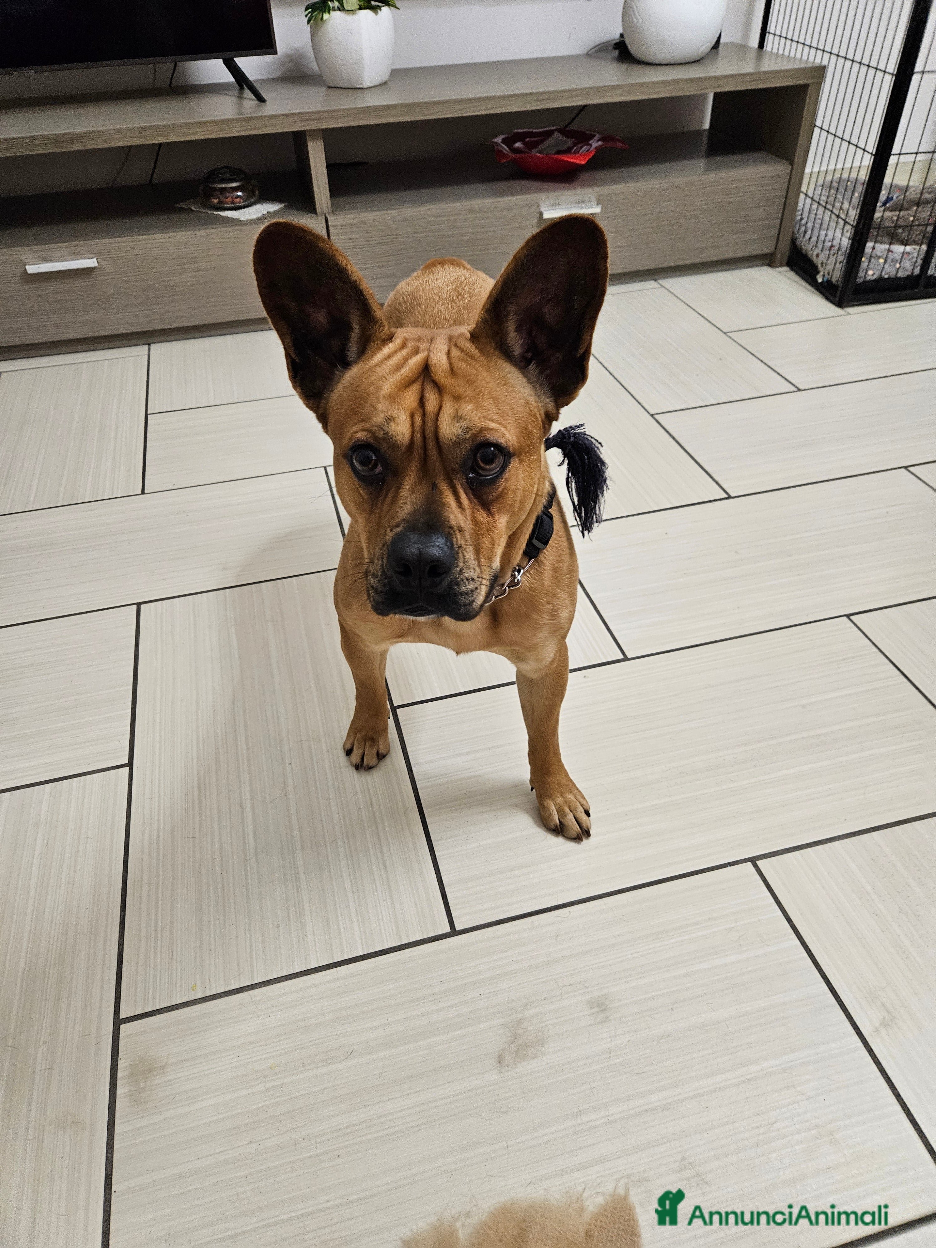 Meticcio cani Meticcio (incrocio bull dog francese) - Annuncio 2