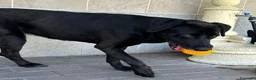 Meticcio cani in regalo: ELIJA LABRADOR - Annuncio 9