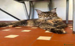 Maine Coon gatti in vendita: Cuccioli di Maine Coon a Città Metropolitana di Torino - Immagine 18
