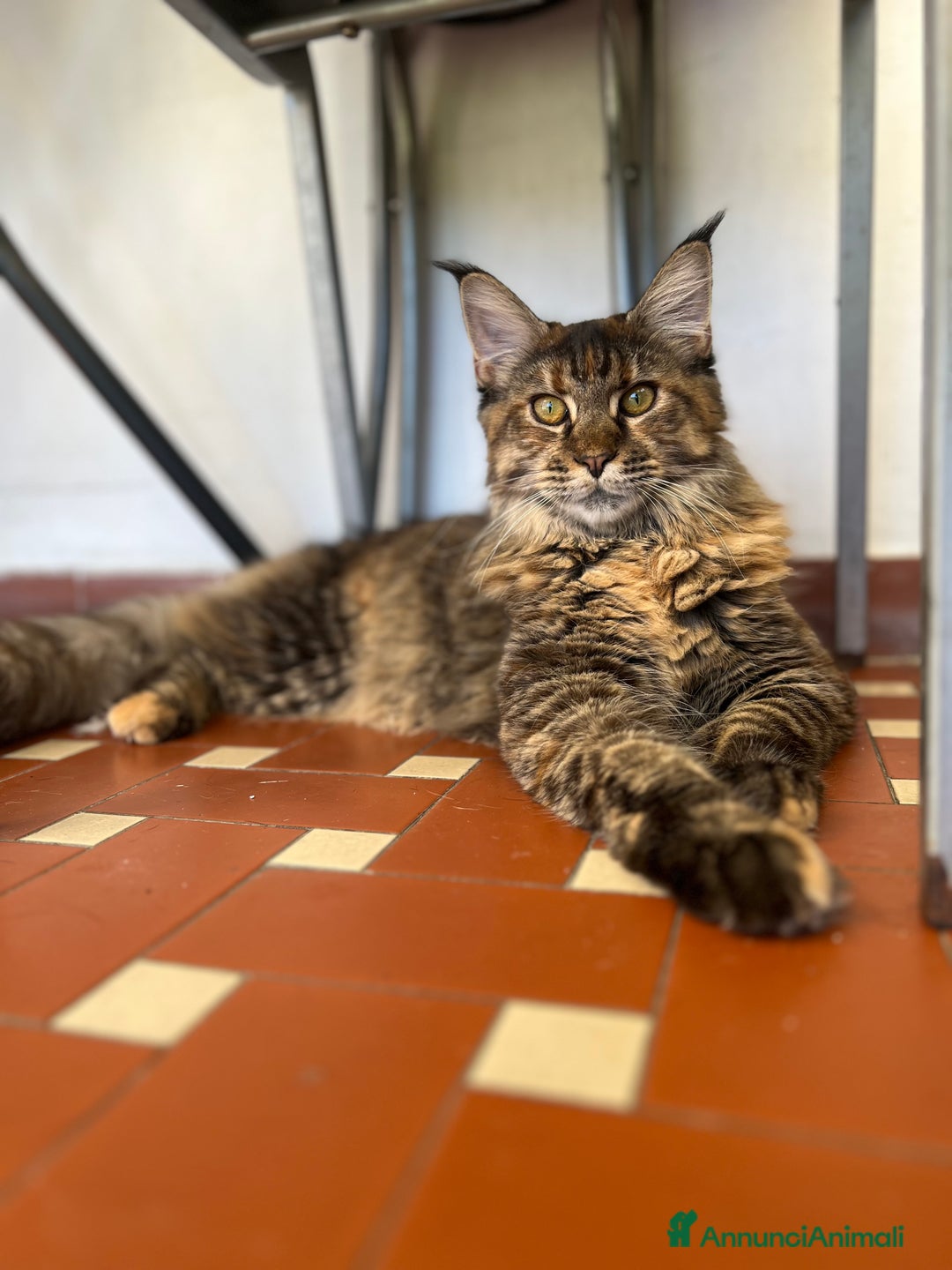 Maine Coon gatti in vendita: Cuccioli di Maine Coon a Città Metropolitana di Torino - Immagine 18