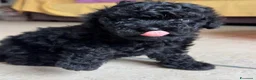 Barboncino Toy cani in vendita: Barboncino Toy Nero  - Annuncio 8