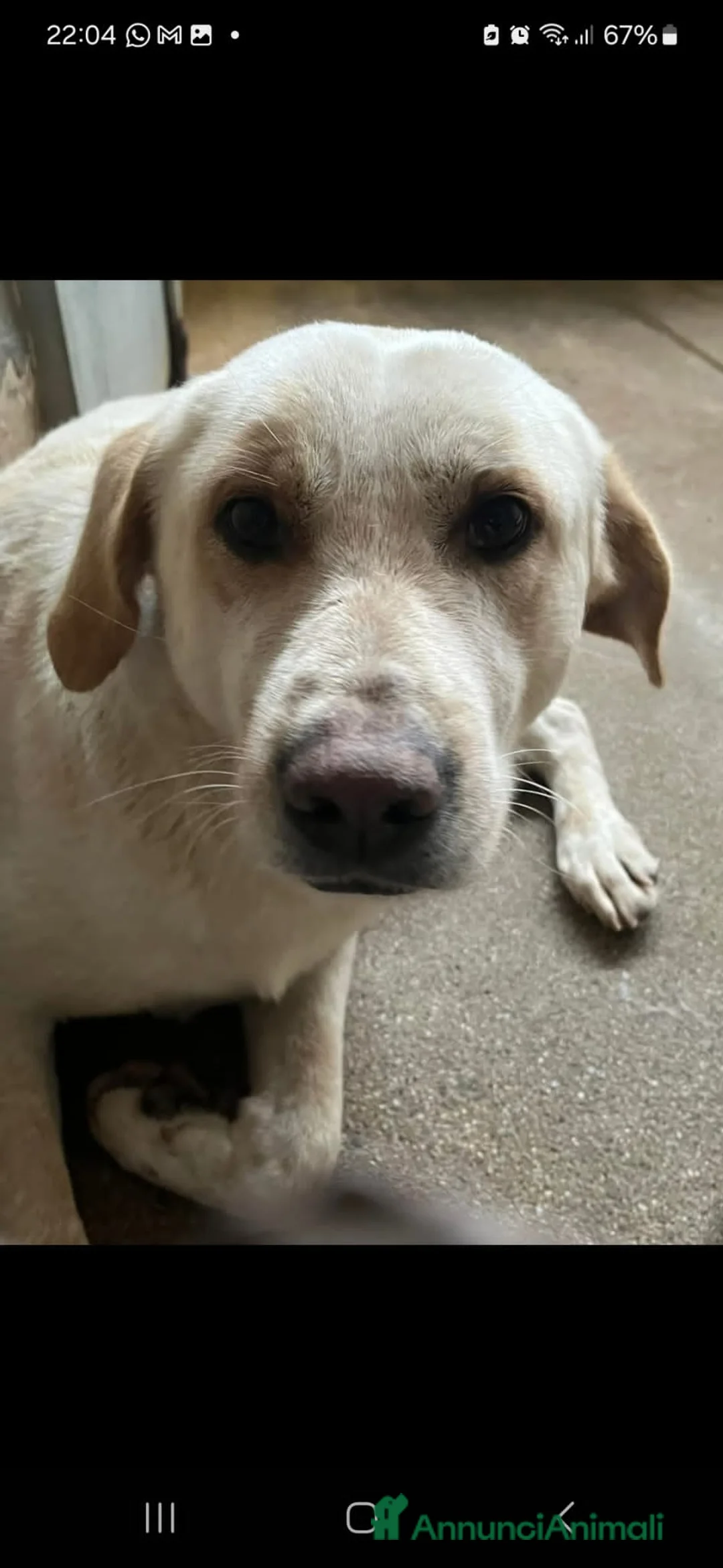 Meticcio cani in regalo: Giosuè 17mesi ora dorme in terra solo in 1box.SUD a Città metropolitana di Milano - Annuncio 2