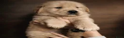 Golden Retriever cani in vendita: Golden americani - Annuncio 3