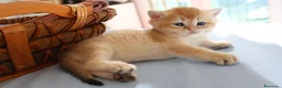 British gatti in vendita: Gattini BRITISH GOLDEN SHORTHAIR  - Annuncio 14
