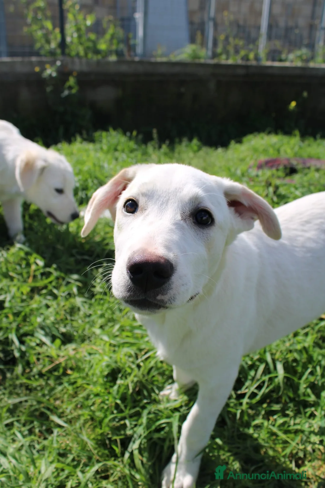 Meticcio cani in regalo: Dora  - Annuncio 2