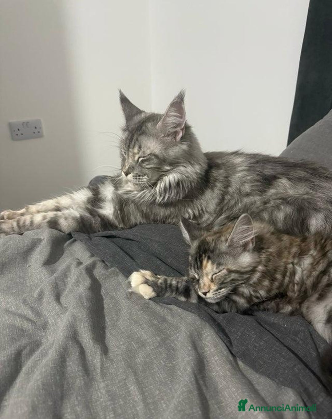 Maine Coon gatti in vendita: Dolcissimi e sani gattini pronti per una nuovacasa - Annuncio 6