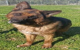 Pastore Tedesco cani in regalo: MIKE pastore tedesco educato e affettuoso a Provincia di Alessandria - Immagine 8