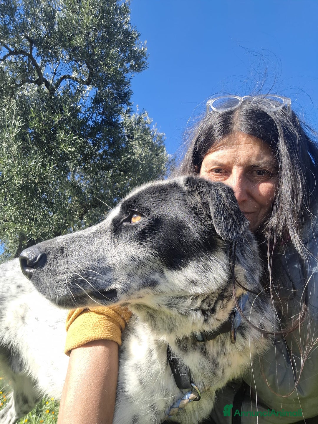 Meticcio cani in regalo: Super Furia - Annuncio 3