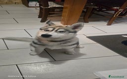 Husky cani in vendita: Cucciola husky a Provincia di Ascoli Piceno - Immagine 2