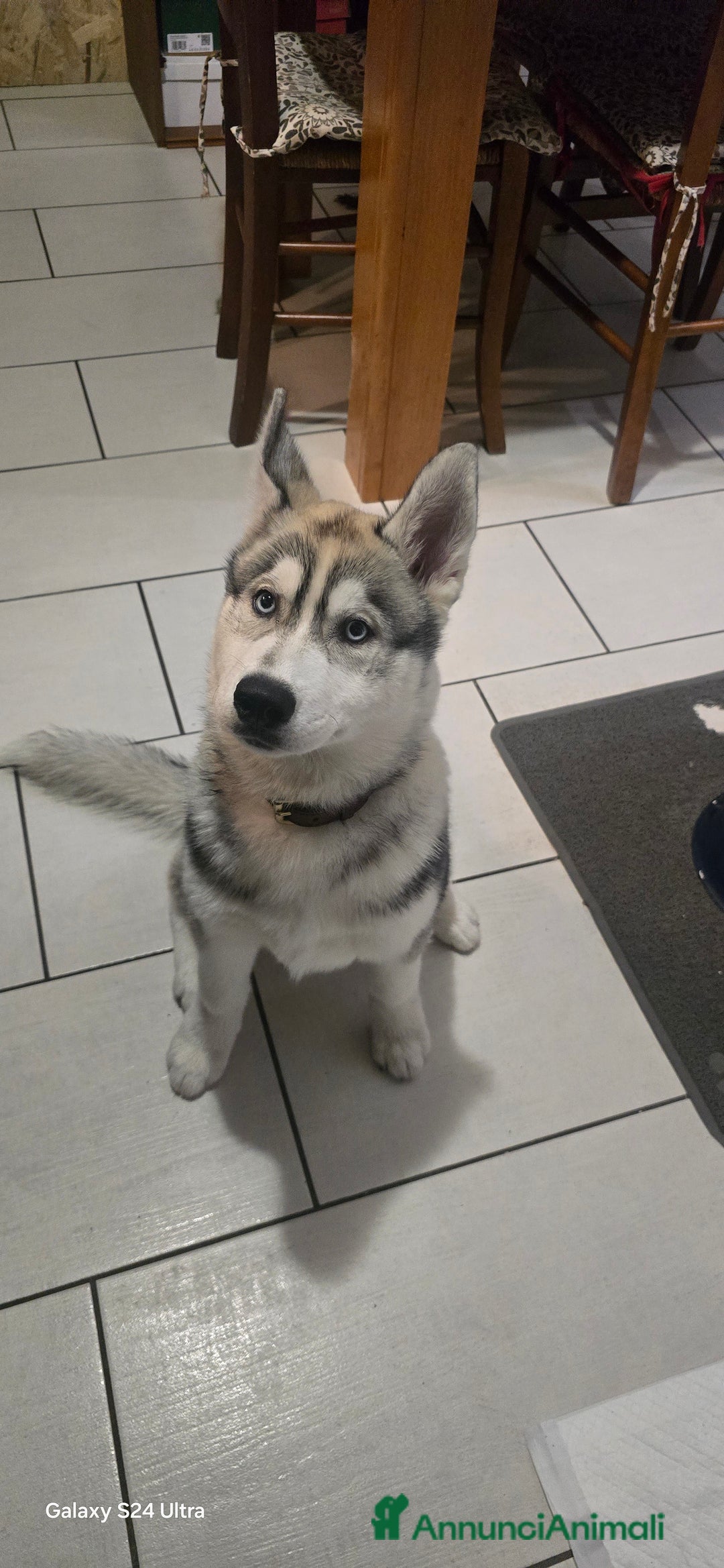 Husky cani in vendita: Cucciola husky a Provincia di Ascoli Piceno - Immagine 2