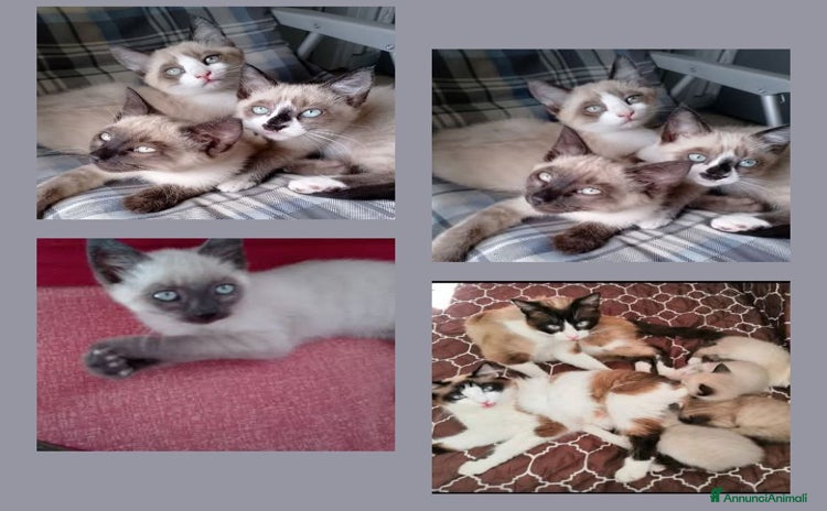 Siamese gatti a Città Metropolitana di Torino - Annuncio 1