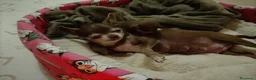 Chihuahua cani in vendita: Chihuahua pedigree ENCI  - Annuncio 2