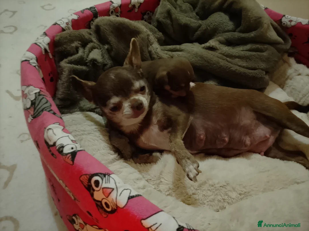 Chihuahua cani in vendita: Chihuahua pedigree ENCI  - Annuncio 2