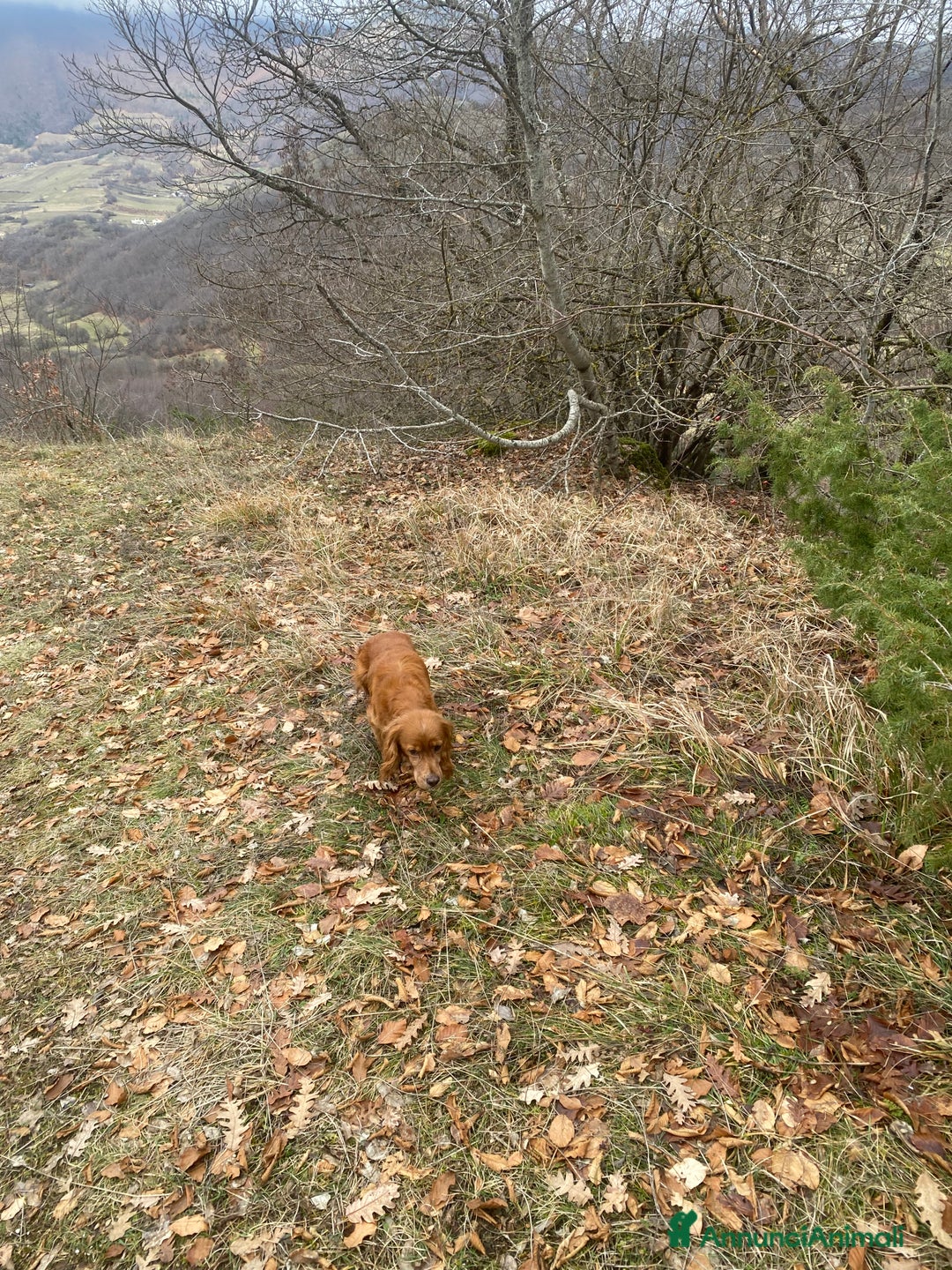 Breton cani in regalo: Regalo - Annuncio 6