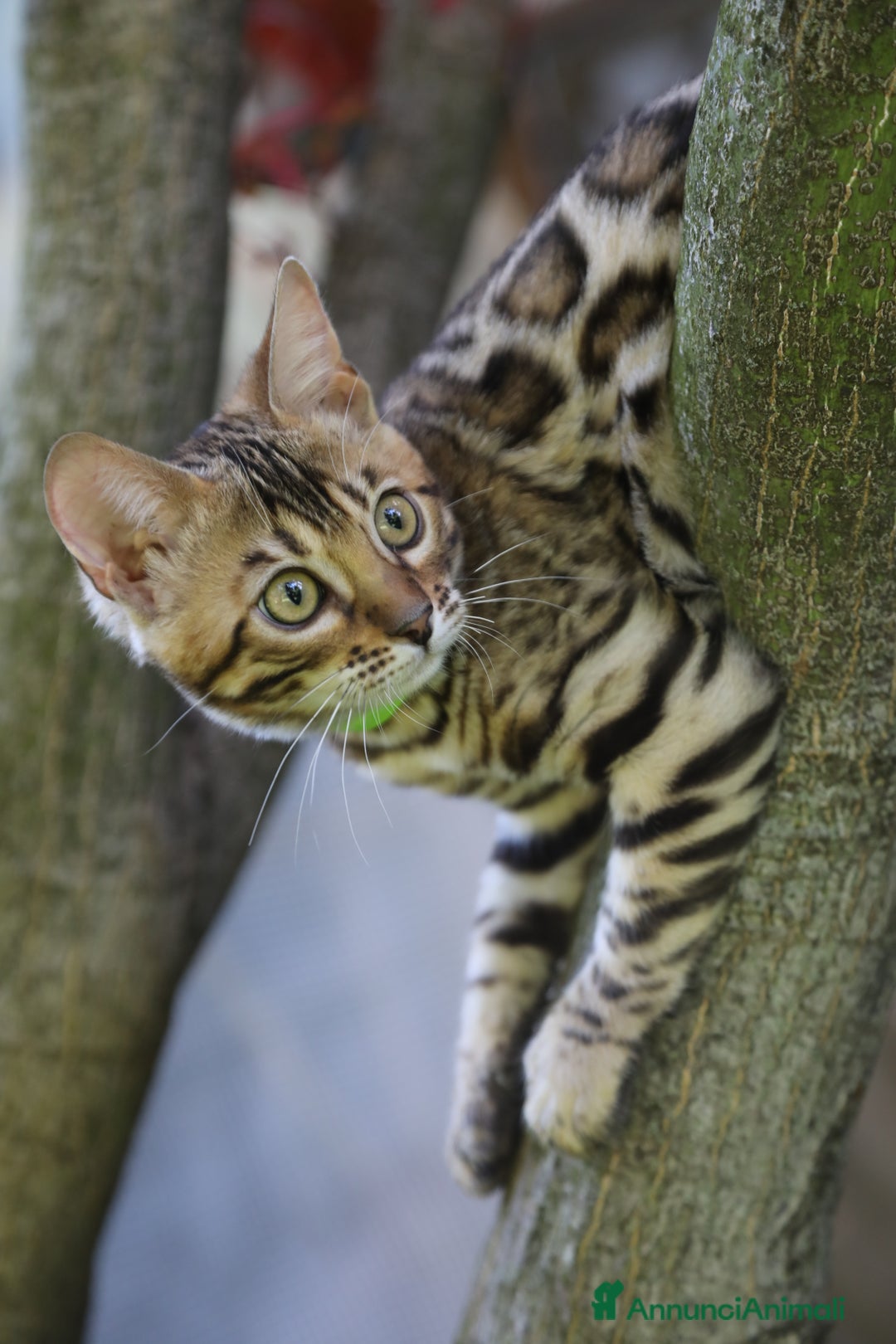 Immagine della galleria {{count}}