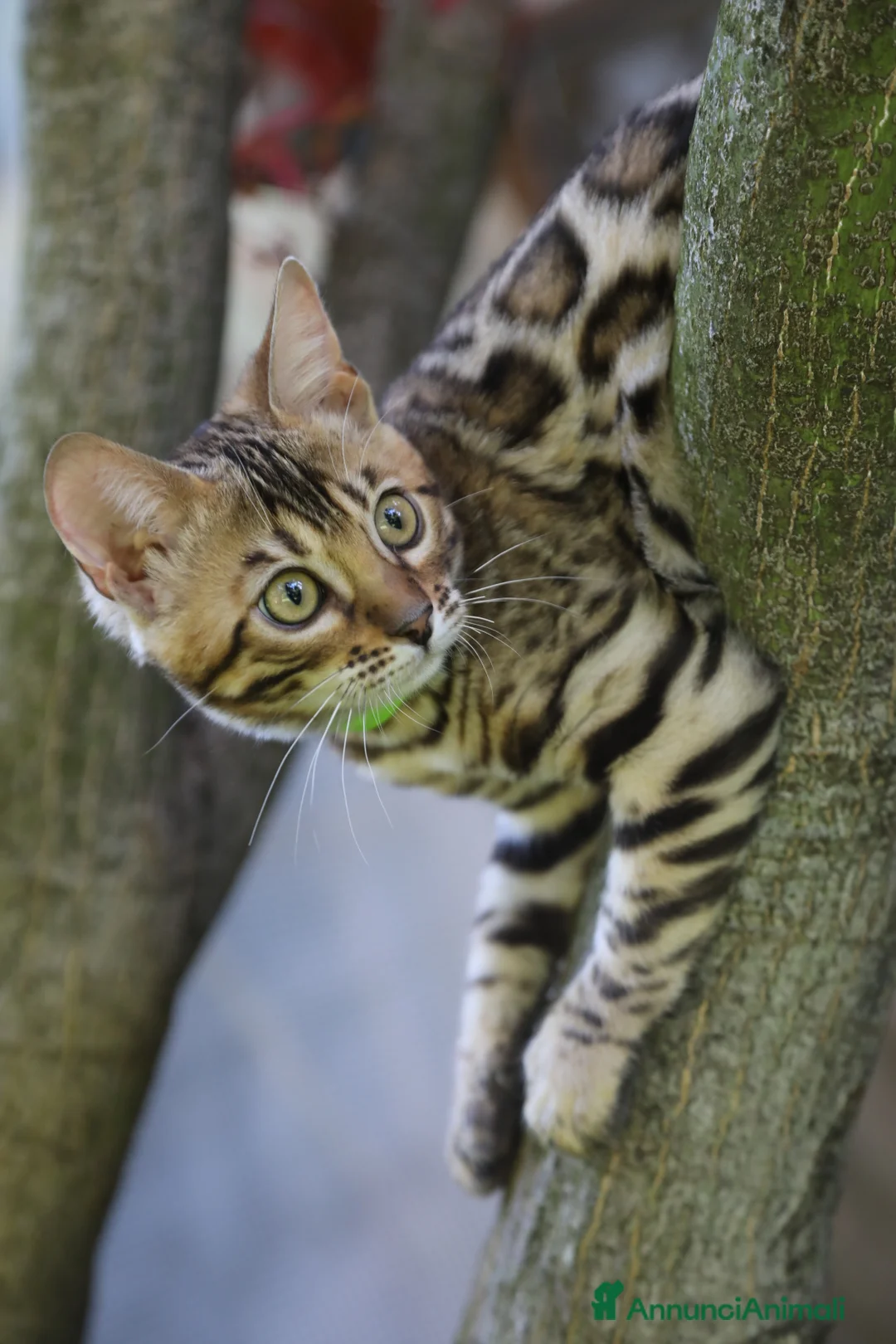 Immagine della galleria {{count}}