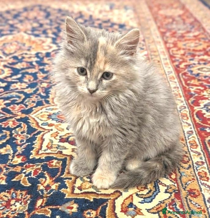 Altre razze gatti Gattini Mix norvegese ( pelo lungo)  - Annuncio 32