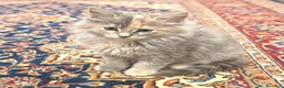 Altre razze gatti in vendita: Gattini Mix norvegese ( pelo lungo)  - Annuncio 1