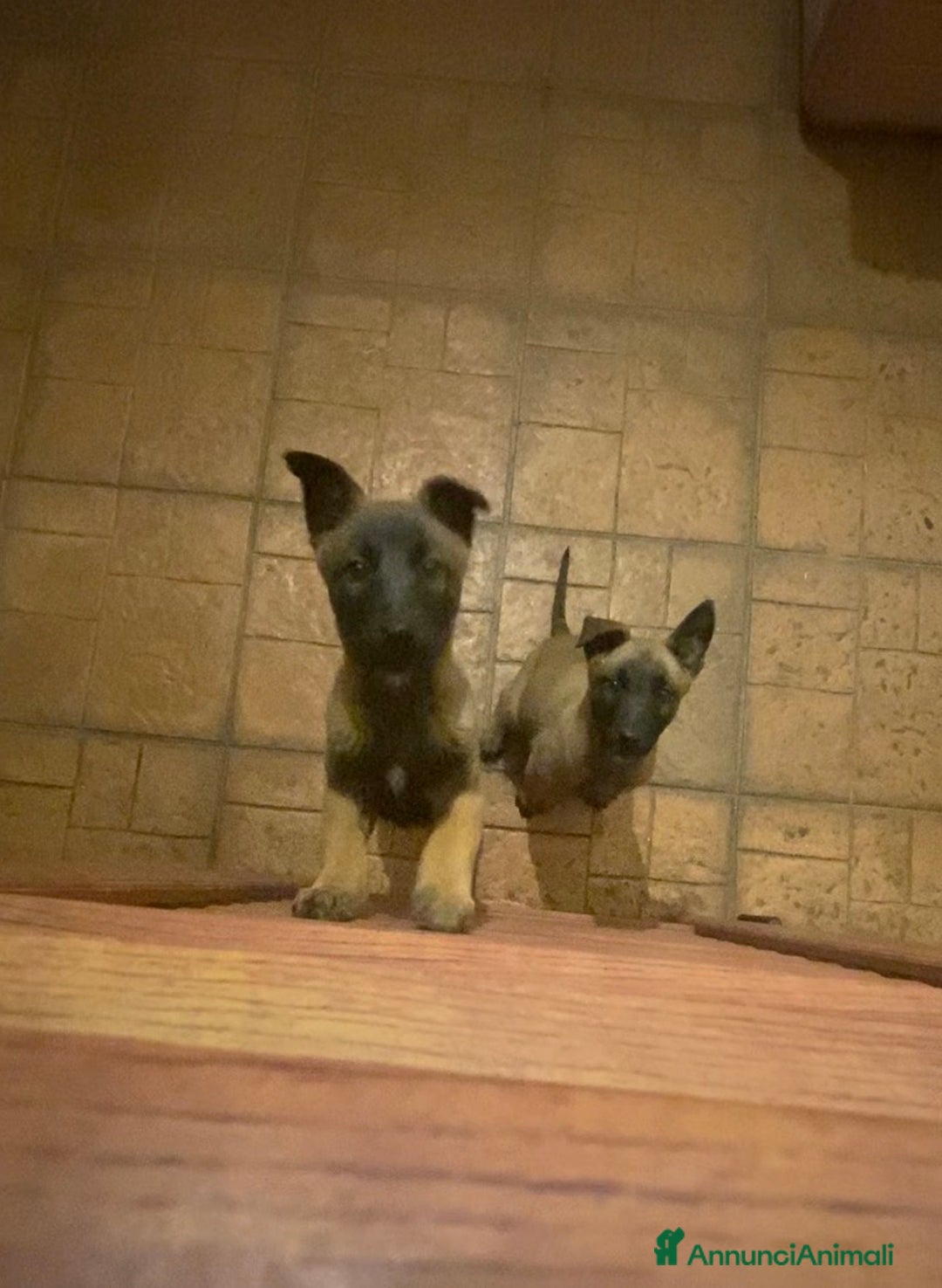 Pastore Belga cani in vendita: Cuccioli pastore belga Malinois  - Annuncio 1