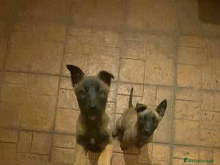 Pastore Belga cani Cuccioli pastore belga Malinois - Annuncio 2