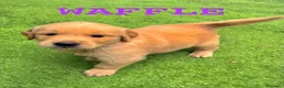 Golden Retriever cani in vendita: Golden Retriever  - Annuncio 2