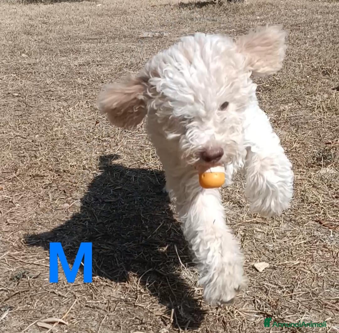Lagotto cani Cuccioli di Lagotto Romagnolo con Pedigree ROI - Annuncio 3