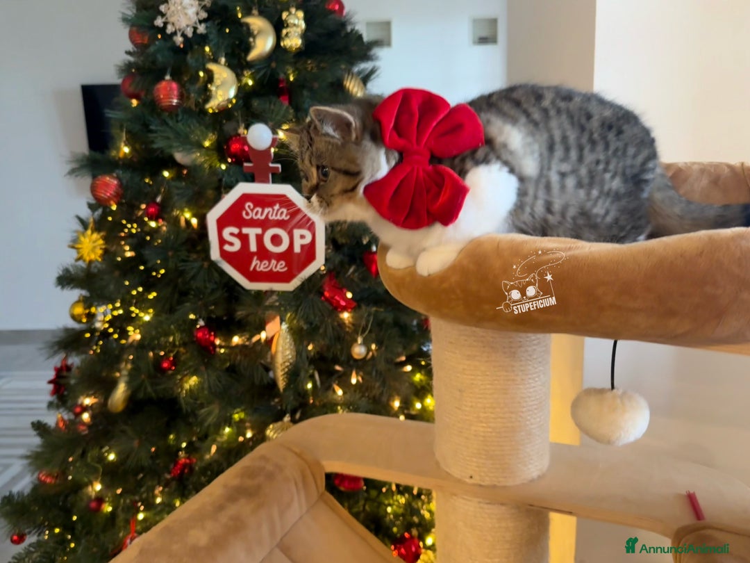 Scottish gatti in vendita: Stupeficium Amos - Scottish Straight - Annuncio 17