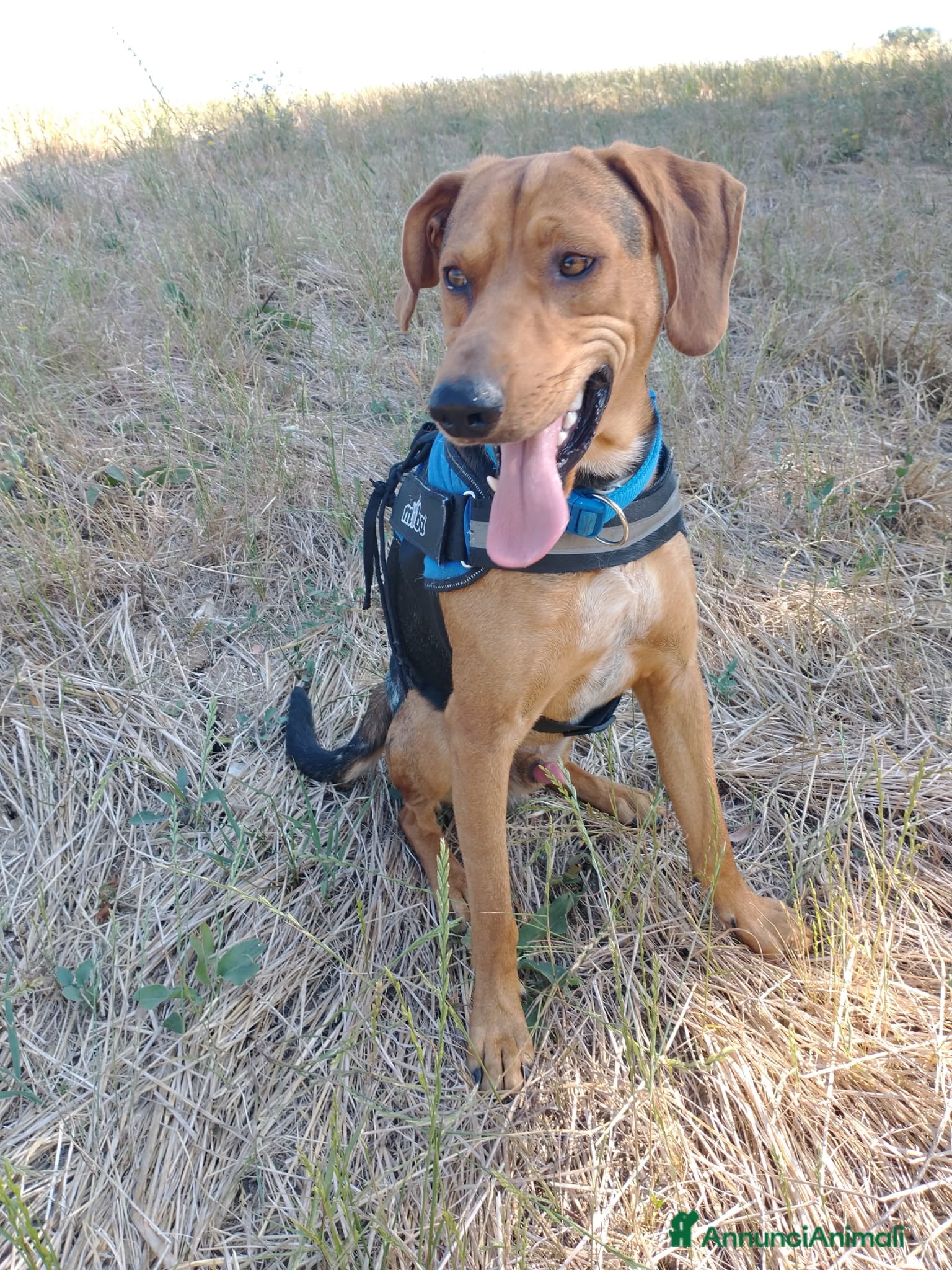 Segugio cani Segugio 15/18mesi veniva cacciato a calci.MOLISE a Città metropolitana di Milano - Annuncio 10