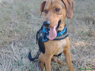 Segugio cani Segugio 15/18mesi veniva cacciato a calci.MOLISE a Città metropolitana di Milano - Annuncio 2