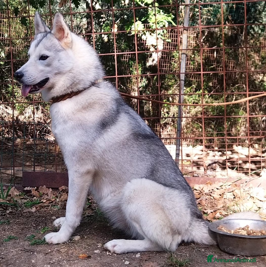 Husky cani in vendita: Cuccioli di Siberian Husky  - Annuncio 5