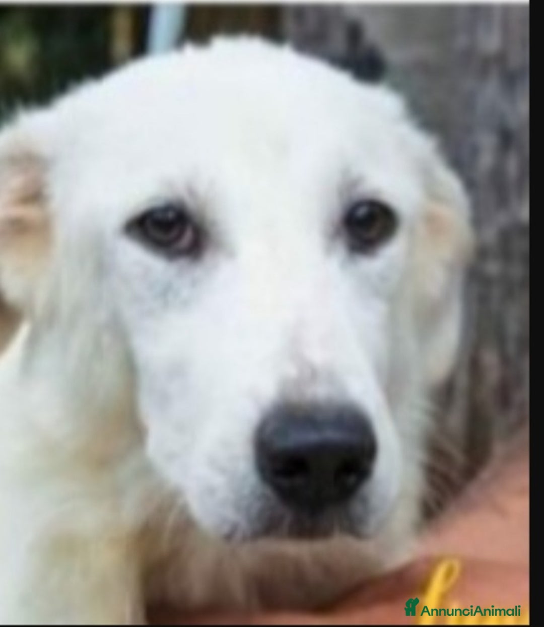 Meticcio cani in regalo: Sole 3anni buttato cucciolo a morire in 1fiume.SUD a Città metropolitana di Milano - Annuncio 3