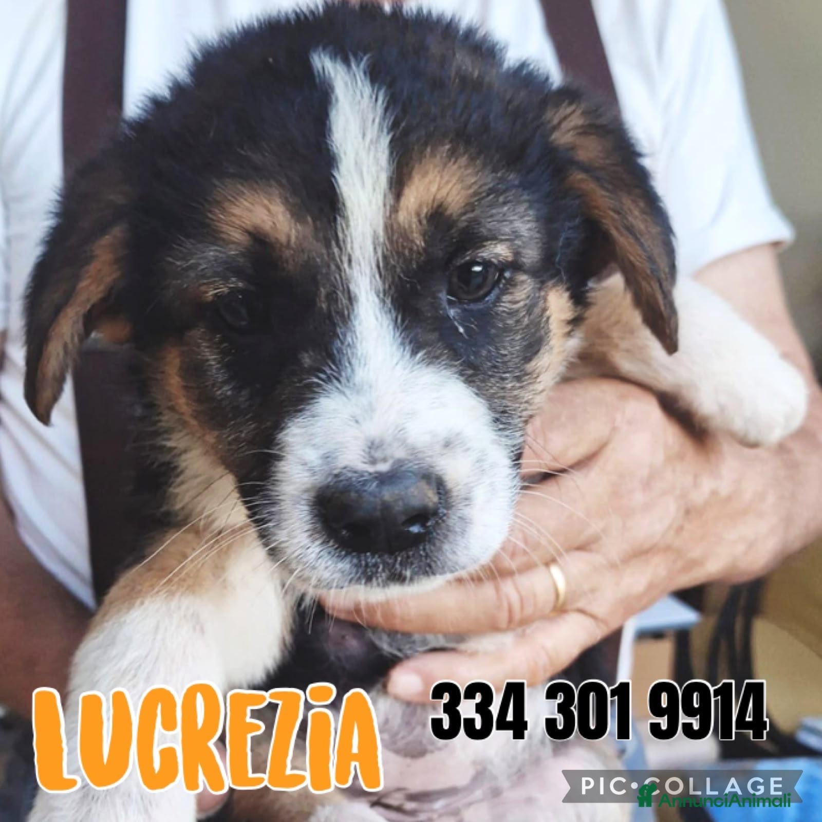 Meticcio cani LUCREZIA 🩷 pronta a scoprire il mondo - Annuncio 34