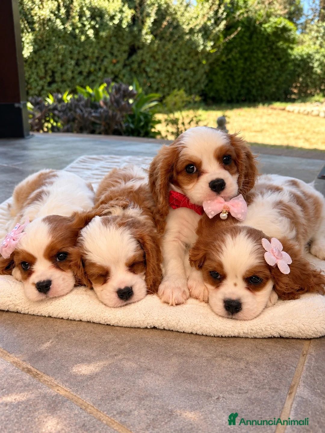 Cavalier King cani in vendita: Cuccioli Cavalier King da mamma Campionessa a Provincia di Brindisi - Annuncio 1