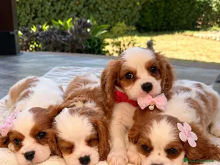 Cavalier King cani Cuccioli Cavalier King da mamma Campionessa - Annuncio 35