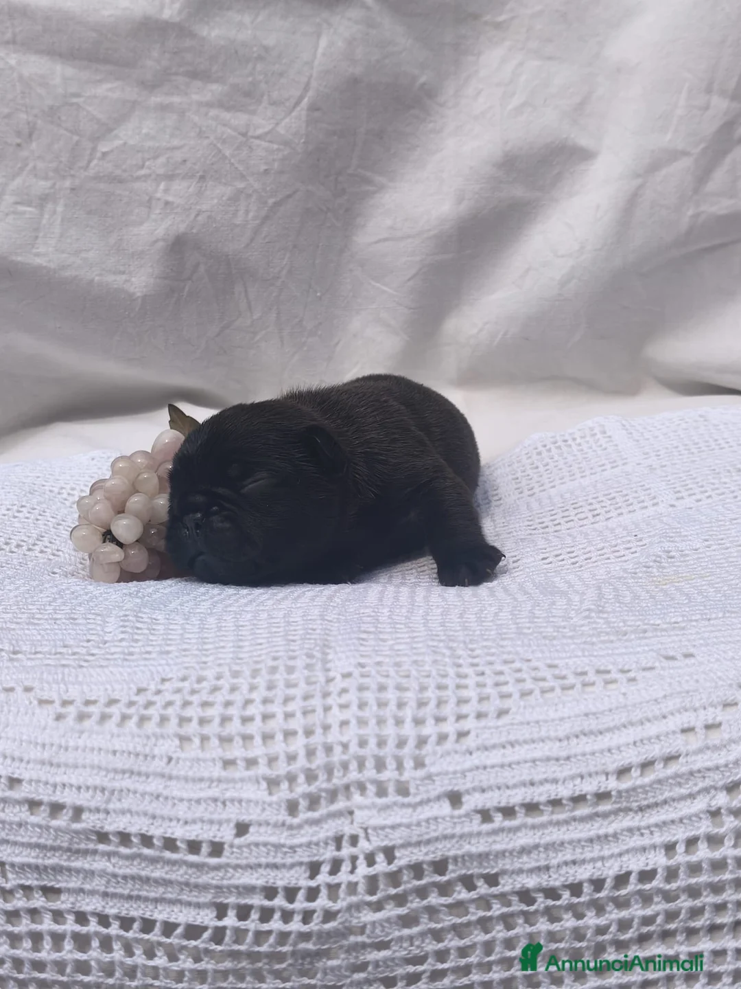 Bulldog Francese cani in vendita: FANTASTICI CUCCIOLI nati il 6 Luglio! - Annuncio 7