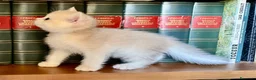 British gatti in vendita: British shorthair blue golden ay12 - Annuncio 3