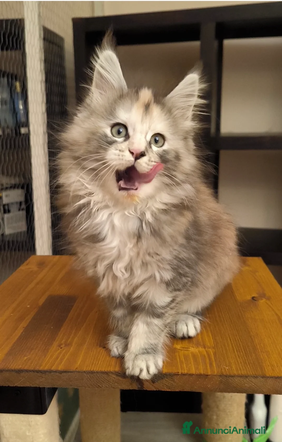 Maine Coon gatti in vendita: Cucciola Maine Coon - Annuncio 1