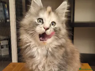 Maine Coon gatti Cucciola Maine Coon - Annuncio 1